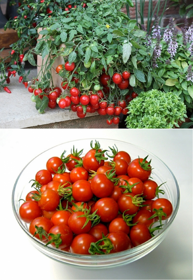 Выращивание помидоров зимой