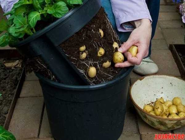 вырастить картофель в ведре