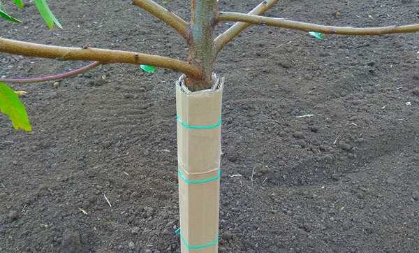 защита ствола плодовых деревьев
