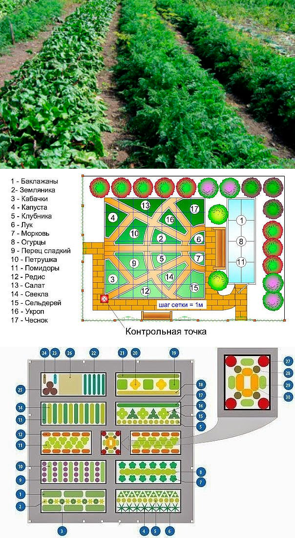 планировка посадки овощей на огороде
