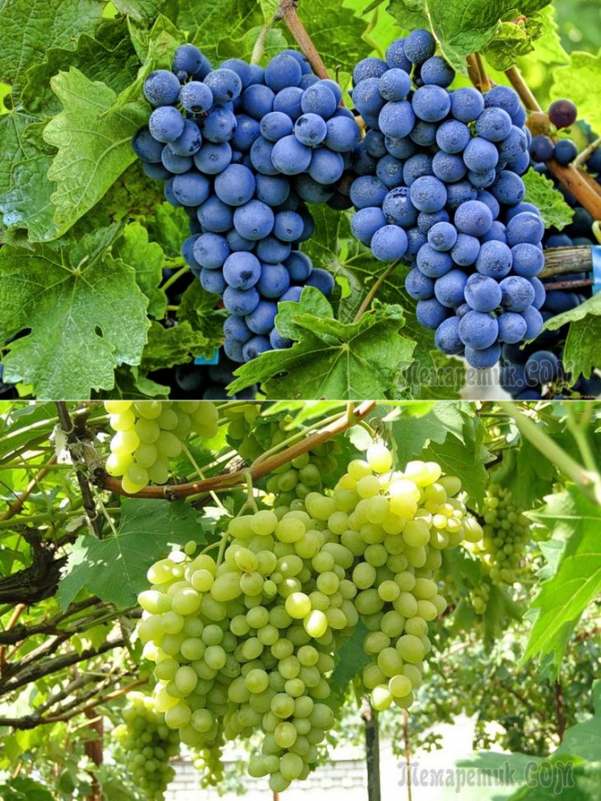 уход за виноградом по месяцам